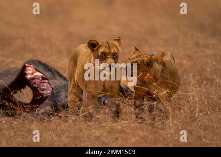 La lionne se tient avec le mâle près de la carcasse du gnous Banque D'Images