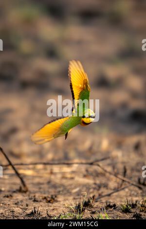 Un petit mangeur d'abeilles vole vers la caméra près du sol Banque D'Images