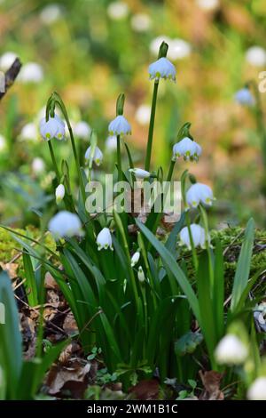 Leucojum vernum, appelé flocon de neige du printemps en Hongrie Banque D'Images