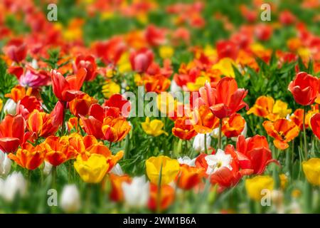 Champ coloré de fleurs de tulipe orange et jaune au printemps Banque D'Images