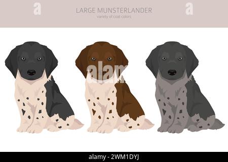 Grand clipart de chiot Munsterlander. Différentes couleurs de manteau définies. Illustration vectorielle Illustration de Vecteur