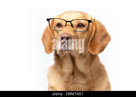 Gros plan portrait horizontal en studio de retriever labrador portant des lunettes transparentes qui semblent sérieuses. tourné sur un fond blanc. Maison animaux de compagnie chien bree Banque D'Images