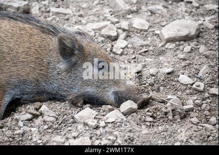 Un sanglier endormi ( sus scrofa ) Banque D'Images