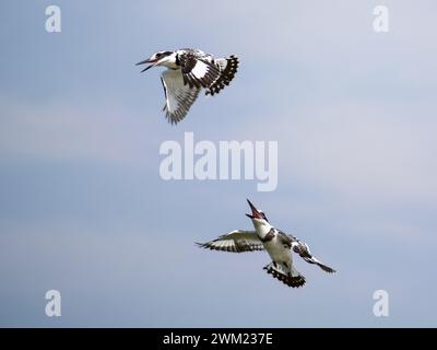 Volant pied Kingfisher (Ceryle rudis) au canal de Kazinga. Le chenal de Kazinga est un large chenal naturel de 32 km de long en Ouganda qui relie le lac G. Banque D'Images