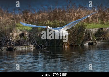 Cygne blanc élégant entrant dans la terre sur l'eau peu profonde Banque D'Images