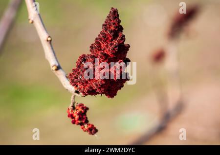 Gros plan de la grappe de Rhus typhina, rouge vif au soleil. Fruit Rhus typhina, détaillé et texturé, sur une branche. Banque D'Images