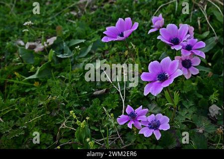 Anémone sauvage de pavot, souci espagnol, ou fleur de vent (Anemone coronaria) floraison en Grèce.C'est une fleur sauvage commune des collines méditerranéennes, Kavala Banque D'Images