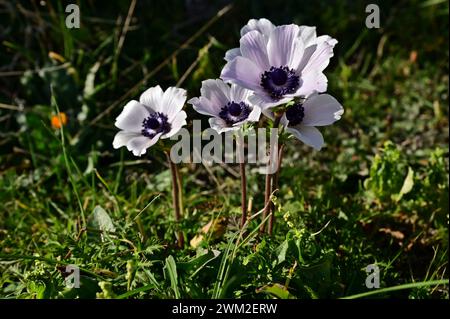 Anémone de pavot sauvage, souci espagnol, ou fleur de vent (Anemone coronaria) fleurissant des fleurs bleu pâle dans l'herbe, Grèce, Kavala Banque D'Images