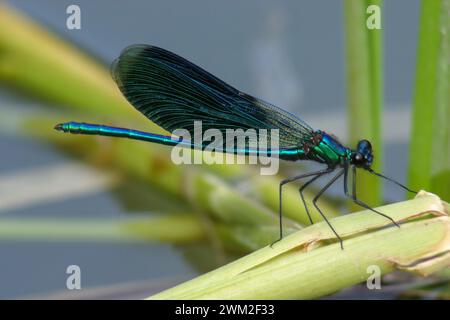La libellule bleue se trouve sur le roseau sur la rive de l'étang Banque D'Images