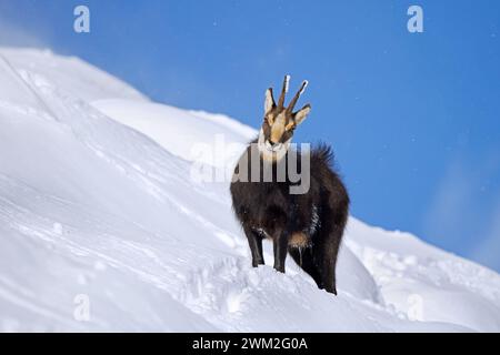 Chamois alpin (Rupicapra rupicapra) mâle solitaire en manteau d'hiver foncé cherchant sur le versant de montagne dans la neige dans les Alpes européennes Banque D'Images