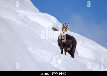 Chamois alpin (Rupicapra rupicapra) mâle solitaire en manteau d'hiver foncé cherchant sur le versant de montagne dans la neige dans les Alpes européennes Banque D'Images