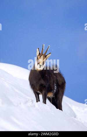 Chamois alpin (Rupicapra rupicapra) mâle solitaire en manteau d'hiver foncé cherchant sur le versant de montagne dans la neige dans les Alpes européennes Banque D'Images