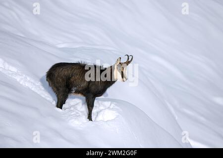 Chamois alpin (Rupicapra rupicapra) mâle solitaire en manteau d'hiver foncé cherchant sur le versant de montagne dans la neige dans les Alpes européennes Banque D'Images