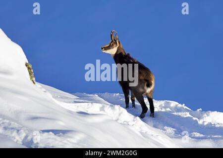 Chamois alpin (Rupicapra rupicapra) mâle solitaire en manteau d'hiver foncé cherchant sur le versant de montagne dans la neige dans les Alpes européennes Banque D'Images