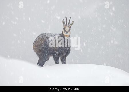 Chamois alpin (Rupicapra rupicapra) mâle solitaire buvant sur les pentes de montagne pendant la pluie de neige en hiver dans les Alpes européennes Banque D'Images