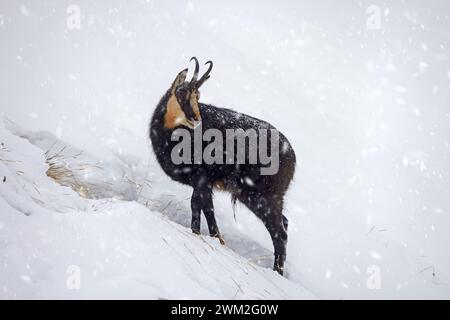 Chamois alpin (Rupicapra rupicapra) mâle solitaire buvant sur les pentes de montagne pendant la pluie de neige en hiver dans les Alpes européennes Banque D'Images