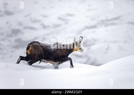 Chamois alpin (Rupicapra rupicapra) mâle solitaire buvant sur les pentes de montagne pendant la pluie de neige en hiver dans les Alpes européennes Banque D'Images