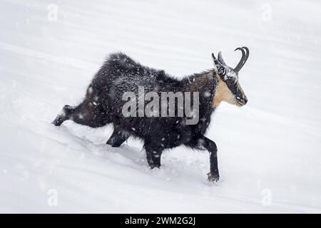 Chamois alpin (Rupicapra rupicapra) mâle solitaire buvant sur les pentes de montagne pendant la pluie de neige en hiver dans les Alpes européennes Banque D'Images