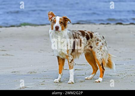 Berger australien / Aussie, race de chien de troupeau des États-Unis, sur une plage de sable Banque D'Images