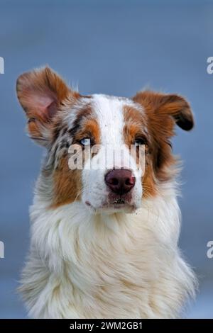 Berger australien / Aussie, race de chien de troupeau des États-Unis, portrait en gros plan Banque D'Images