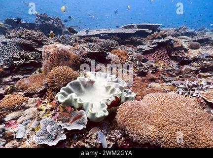 Jardin de corail, parc national de Komodo, Indonésie. Banque D'Images
