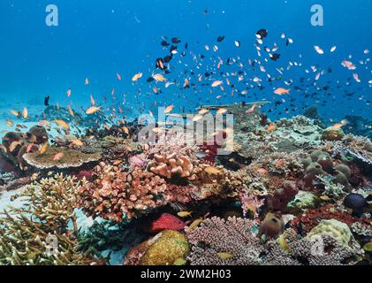 Jardin de corail, parc national de Komodo, Indonésie. Banque D'Images