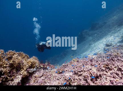Jardin de corail, parc national de Komodo, Indonésie. Banque D'Images