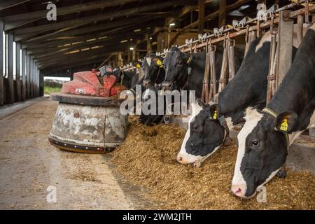 vaches laitières mangeant de l'ensilage avec un robot pousseur Banque D'Images