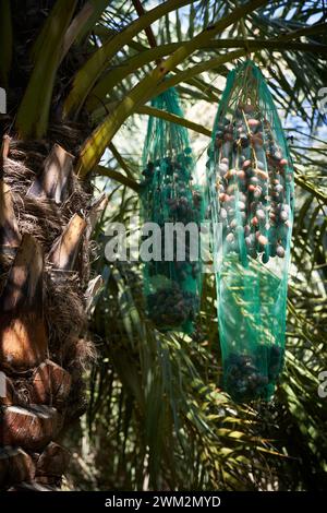 Dattes dans des filets sur des palmiers à l'oasis d'Al Ain, Al Ain, Abu Dhabi, Émirats arabes Unis Banque D'Images