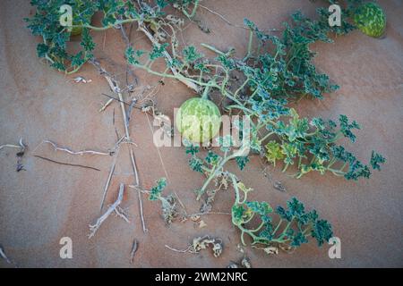 Une pomme amère, ou colocynthe, nom latin Citrullus colocynthis dans le désert près de Dubaï, Émirats arabes Unis Banque D'Images