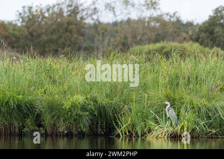 Un héron gris (Ardea cinerea) situé près d'une rivière dans le parc naturel régional de Briere Banque D'Images