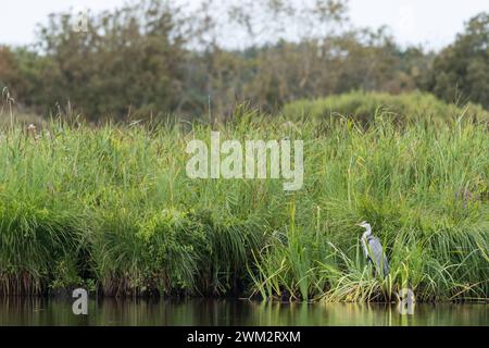 Un héron gris Ardea cinerea debout près d'une rivière dans le Parc naturel régional de Brière France Banque D'Images