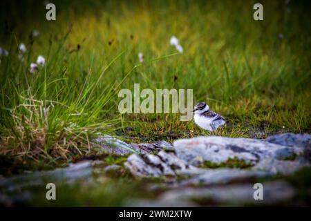 Petit pluvier annelé (Charadrius dubius) assis sur un rocher Banque D'Images