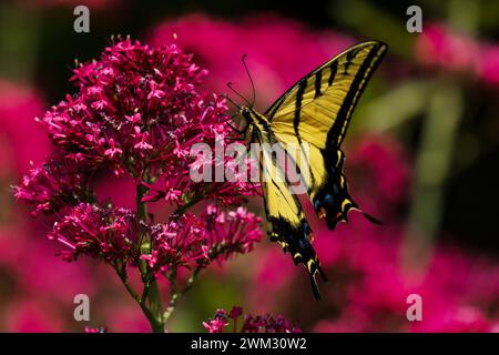 Portrait de côté d'un papillon à queue d'aronde à deux queues sirotant du nectar sur une plante rouge de Valériane avec un fond de jardin. Vue rapprochée. Banque D'Images