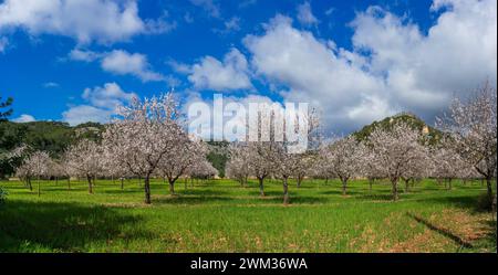 Verger d'amandes à couper le souffle en fleurs avec Rolling Hills et Fluffy Clouds Banque D'Images