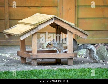 Écureuil gris se nourrissant sur le mangeoire au sol pour oiseaux Banque D'Images