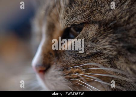 Visage blanc brun et noir d'un chat de la forêt norvégienne Banque D'Images