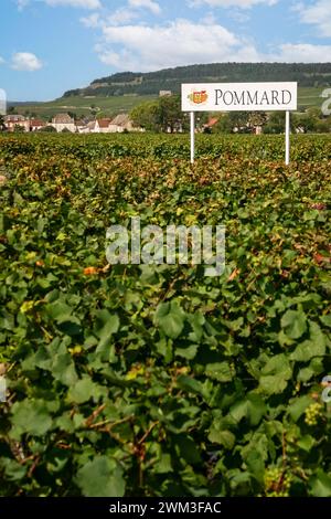 Vignoble avec vin Pommard signe parmi les vignes à Pommard, Bourgogne, France le 10 septembre 2006 Banque D'Images