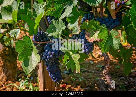 Gros plan sur des grappes de pinot noir poussant sur la vigne en Bourgogne, France. Banque D'Images