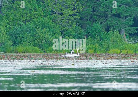 Famille Swam dans un lac boisé sur le lac Crooked dans la Sylvania Wilderness dans le Michigan. Banque D'Images