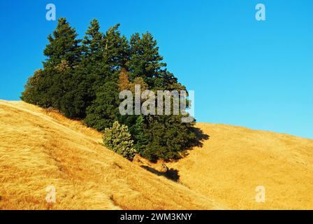 Un groupe d'arbres pousse dans une petite encoche du mont Tamalpais dans le comté de Marin, en Californie Banque D'Images