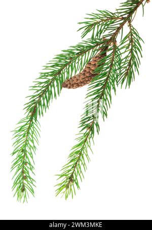 Arbres de Noël verts. Elément de conception. Vacances festives de la saison d'hiver. Longues branches d'arbres de Noël. Pour décor botanique et guirlandes. Également pour la LSS Banque D'Images