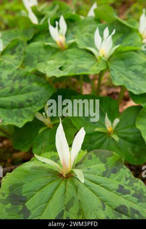 Trillium géant (Trillium albidum), Roaring River County Park, comté de Linn, Oregon Banque D'Images