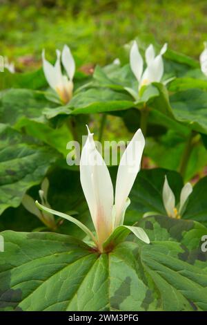 Trillium géant (Trillium albidum), Roaring River County Park, comté de Linn, Oregon Banque D'Images