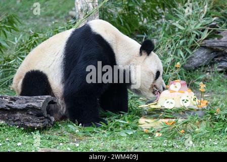 Madrid, Espagne. 22 février 2024. Le panda géant Bing Xing mange un gâteau à la fête d'adieu à Madrid, Espagne, le 22 février 2024. Un zoo de Madrid, la capitale espagnole, a organisé une fête d'adieu jeudi pour dire au revoir à sa famille de panda bien-aimée de cinq personnes qui retournera bientôt en Chine. Le couple de Panda Bing Xing et Hua Zui Ba, accompagnés de leurs trois oursons nés à Madrid Chulina, vous et Jiu Jiu, retourneront à Chengdu dans la province du Sichuan du sud-ouest de la Chine le 29 février, ont déclaré des sources de l'aquarium du zoo de Madrid. Crédit : Gustavo Valiente/Xinhua/Alamy Live News Banque D'Images