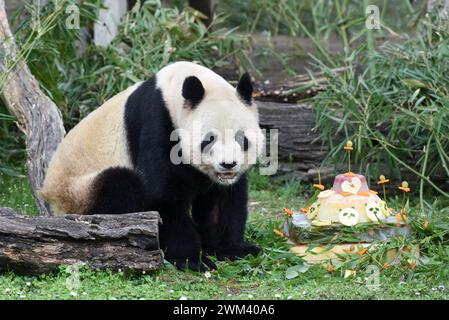 Madrid, Espagne. 22 février 2024. Le panda géant Bing Xing mange un gâteau à la fête d'adieu à Madrid, Espagne, le 22 février 2024. Un zoo de Madrid, la capitale espagnole, a organisé une fête d'adieu jeudi pour dire au revoir à sa famille de panda bien-aimée de cinq personnes qui retournera bientôt en Chine. Le couple de Panda Bing Xing et Hua Zui Ba, accompagnés de leurs trois oursons nés à Madrid Chulina, vous et Jiu Jiu, retourneront à Chengdu dans la province du Sichuan du sud-ouest de la Chine le 29 février, ont déclaré des sources de l'aquarium du zoo de Madrid. Crédit : Gustavo Valiente/Xinhua/Alamy Live News Banque D'Images