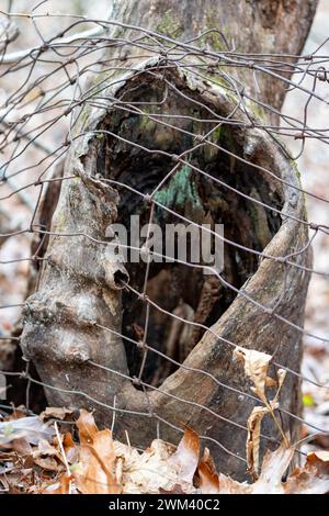 Souche d'arbre creuse qui a poussé à travers une vieille clôture en fil de fer. Il y a des feuilles séchées au premier plan. Banque D'Images