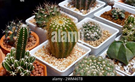 Cactus assortis exposés dans de petits pots, présentant différents types de succulents Banque D'Images