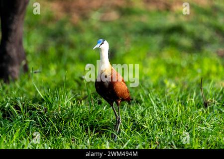 Jacana africaine, Actophilornis africanus, Parc national de Chobe, Botswana Banque D'Images