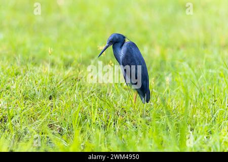 Black Heron, Egretta ardesiaca, Parc national de Chobe, Botswana Banque D'Images